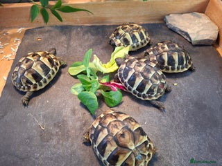 Hermann Tortoise reptiles Lovely Baby Hermann Tortoises - Advert 8