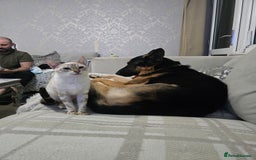 German Shepherd dogs for stud: 📣 STUD AVAILABLE – GERMAN SHEPHERD 📣 - Advert 7