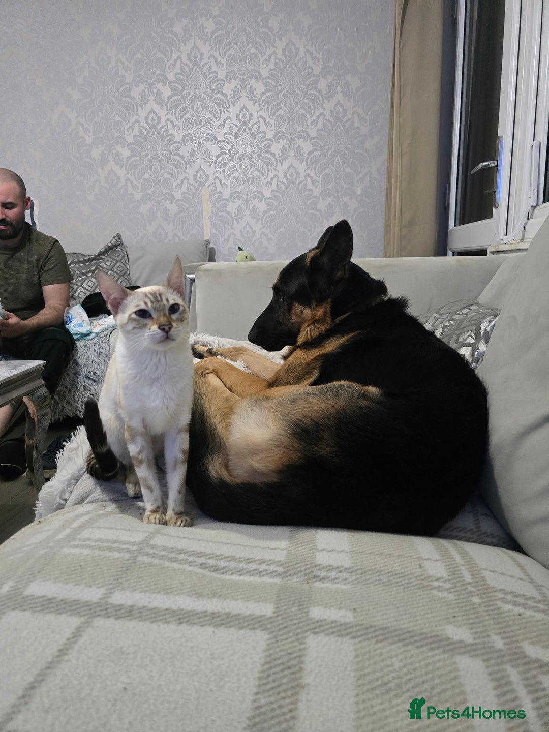 German Shepherd dogs for stud: 📣 STUD AVAILABLE – GERMAN SHEPHERD 📣 - Advert 7