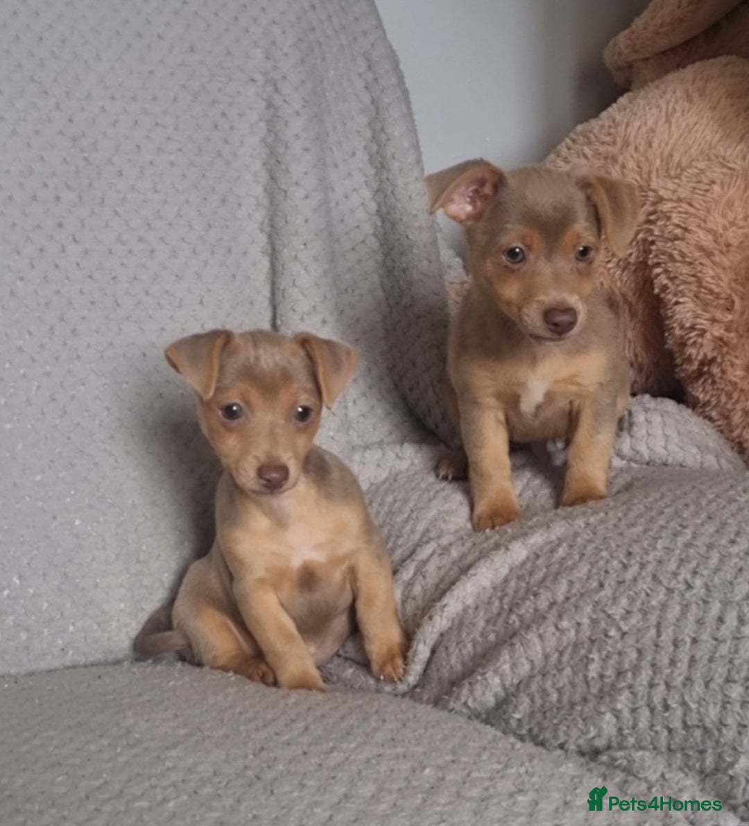 Jack Russell dogs for sale: Miniature jack Russell's only 3 available now - Image 34
