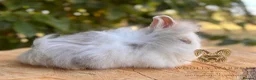 Lionhead rabbits for sale: Fully Vaccinated Lionheads Ready Now  - Advert 20