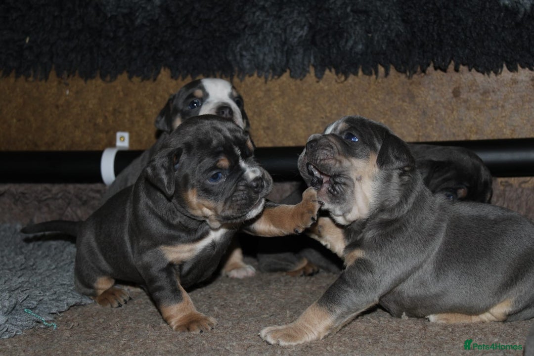 Olde English Bulldogge dogs for sale: Olde English bulldog puppies  - Advert 17