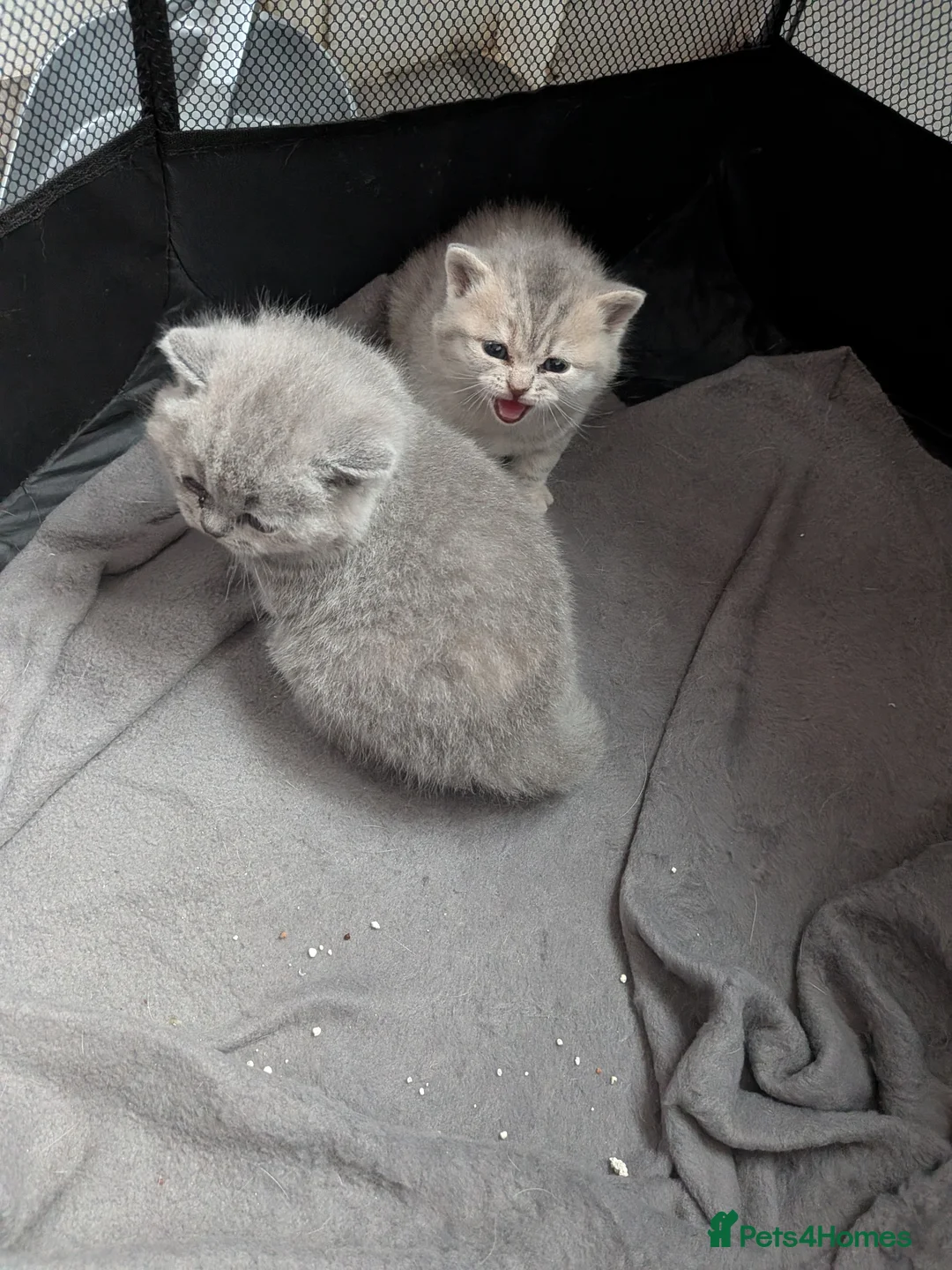 Brazilian Shorthair cats for sale: British shimirthair - Advert 6