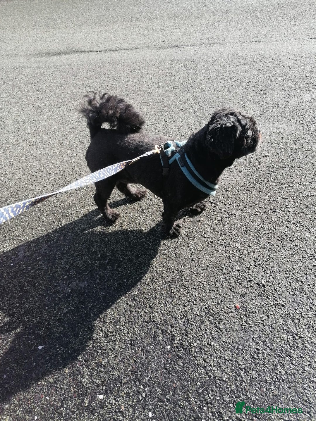 Shih Tzu dogs for adoption: 💙🐶 LAURIE - a gentle 6-7 yo Shih Tzu boy🐶💙 - Image 12