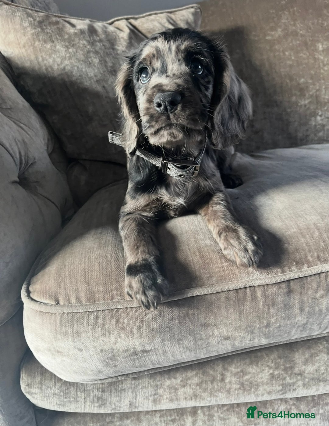 Cocker Spaniel dogs for sale: Beautiful Merle cocker spaniel - Advert 10