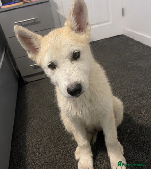 Siberian Husky dogs 12 Week White Purebred Husky Puppy - Advert 1