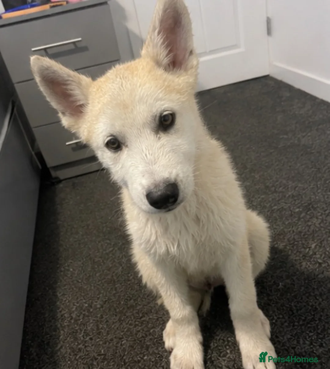 Siberian Husky dogs for sale: 12 Week White Purebred Husky Puppy - Advert 1