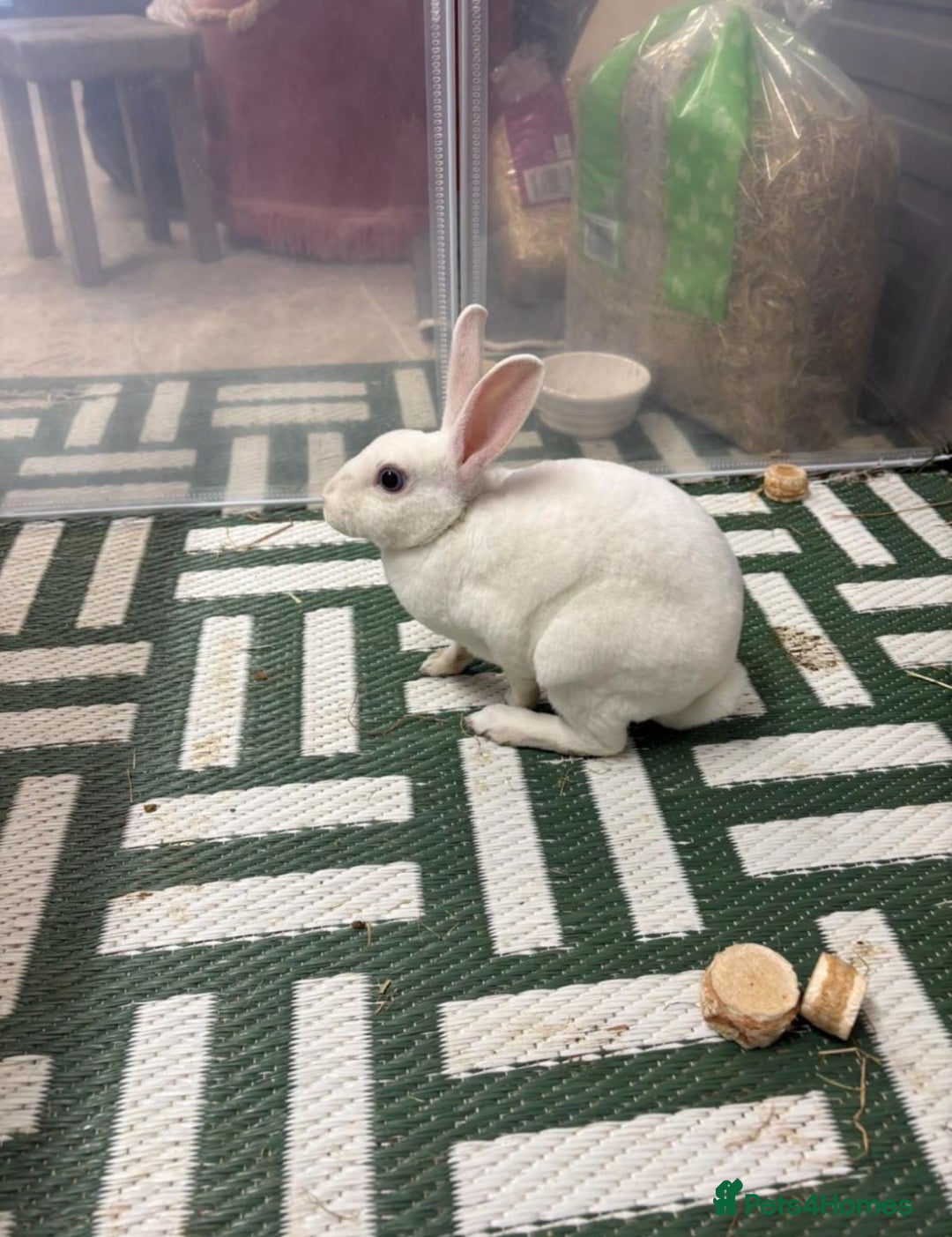 Mixed Breed rabbits for sale: 2 healthy, young rabbits for rehoming - Advert 4