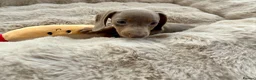 Miniature Dachshund dogs for sale: Miniature Dutch hound puppies - Advert 21