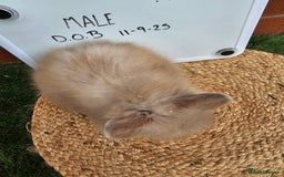 Lionhead rabbits for sale: Double Maned Lionhead  - Image 11