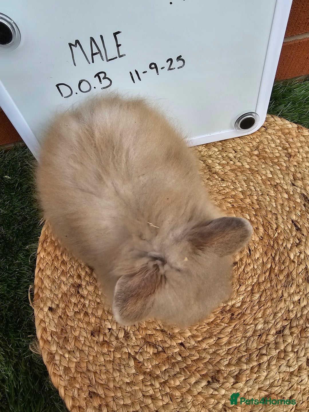 Lionhead rabbits for sale: Double Maned Lionhead  - Image 11