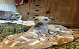 Mixed Breed dogs for sale:  🐶✨ ADORABLE WIGGY PUPPIES – licenced  breeder  - Image 15