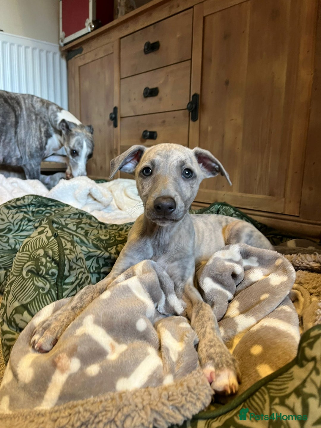 Mixed Breed dogs for sale:  🐶✨ ADORABLE WIGGY PUPPIES – licenced  breeder  - Image 15