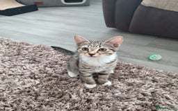 Mixed Breed cats for sale: Boots and blue  - Image 2