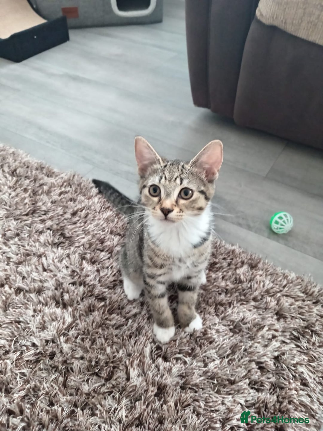 Mixed Breed cats for sale: Boots and blue  - Image 2