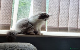 British Longhair cats for stud: British Longhair  in Holywell - Image 7