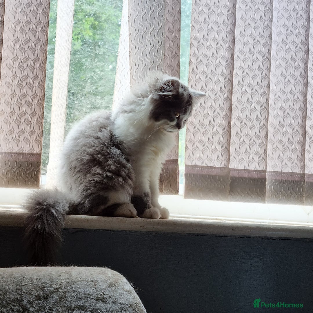 British Longhair cats for stud: British Longhair  in Holywell - Image 7