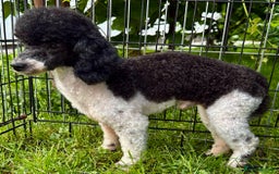Poodle dogs for adoption: Zorro and Oreo: Two Little Souls Abandoned to Die - Image 8