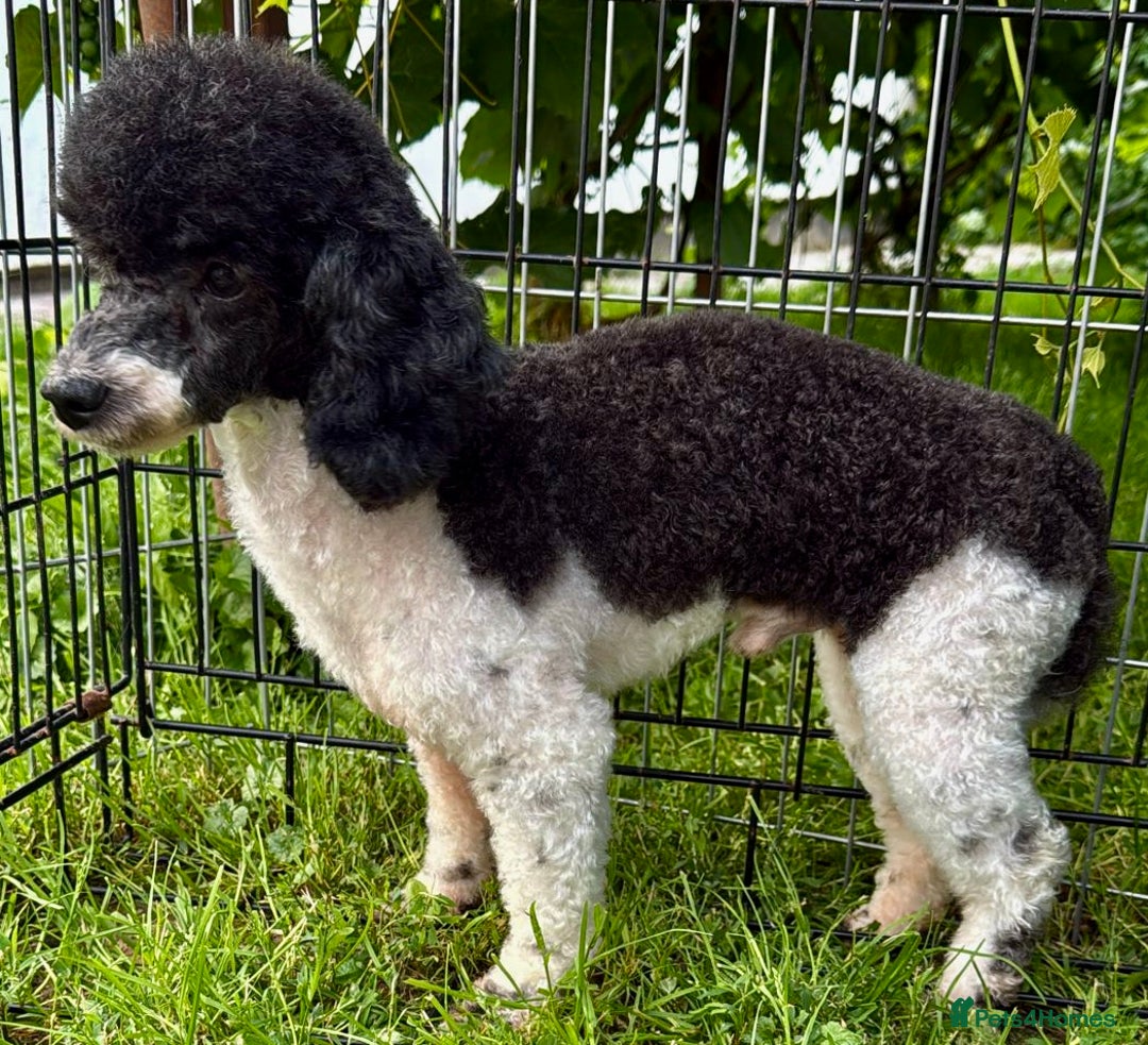 Poodle dogs for adoption: Zorro and Oreo: Two Little Souls Abandoned to Die - Image 8