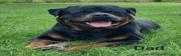 Rottweiler dogs for sale: KC registered Health Tested Puppies  - Advert 13