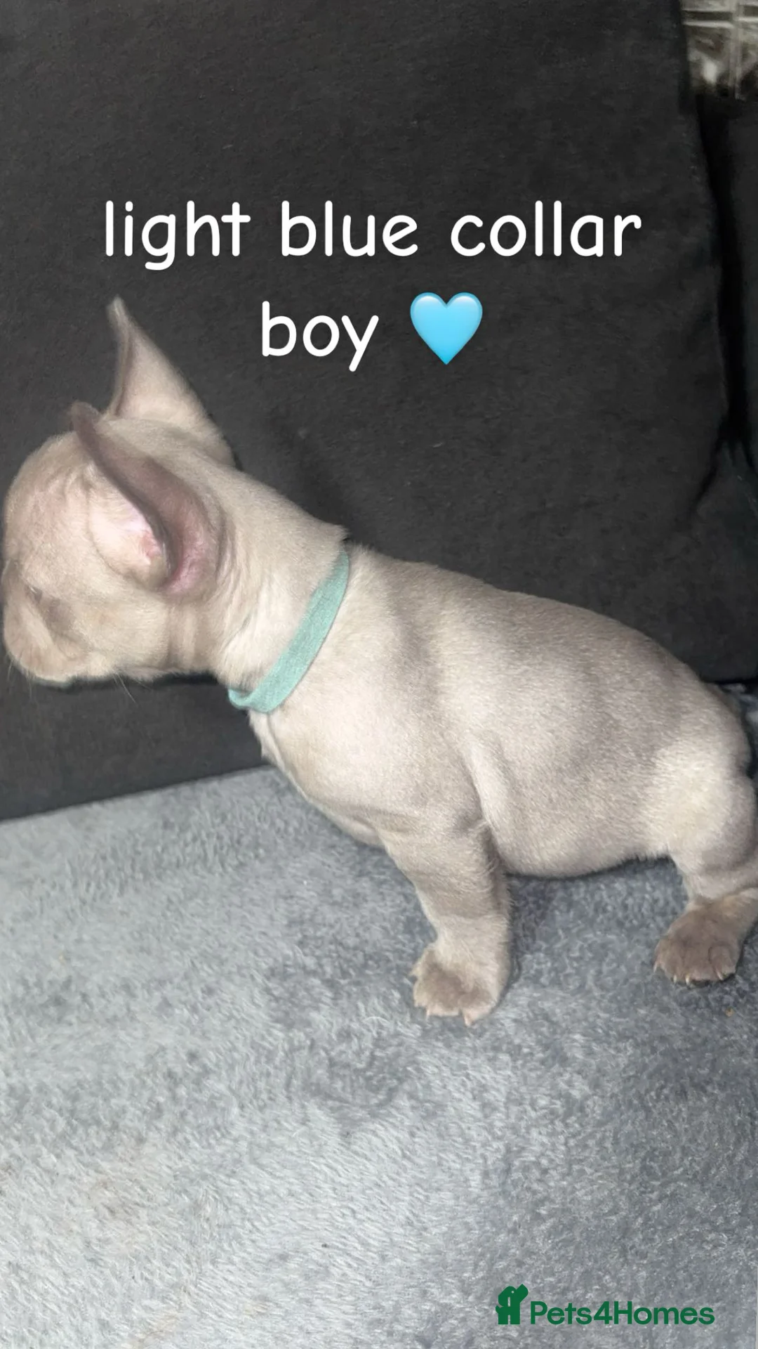 French Bulldog dogs for sale: Fluffy carrier french bulldog pups  - Advert 2