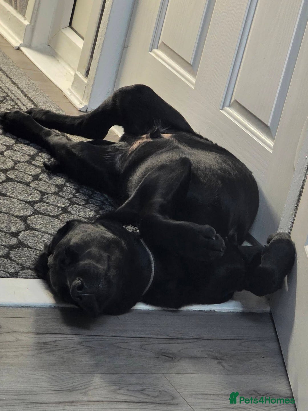 Labrador Retriever dogs for sale: Blue Labrador  - Advert 3