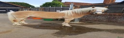 Haflinger horses for sale: Mrs t bird - Advert 3