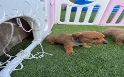 Mixed Breed dogs for sale: 7 beautiful jackshund puppies for sale - Image 7