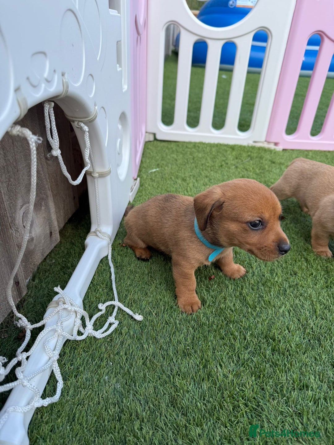Mixed Breed dogs for sale: 7 beautiful jackshund puppies for sale - Image 7