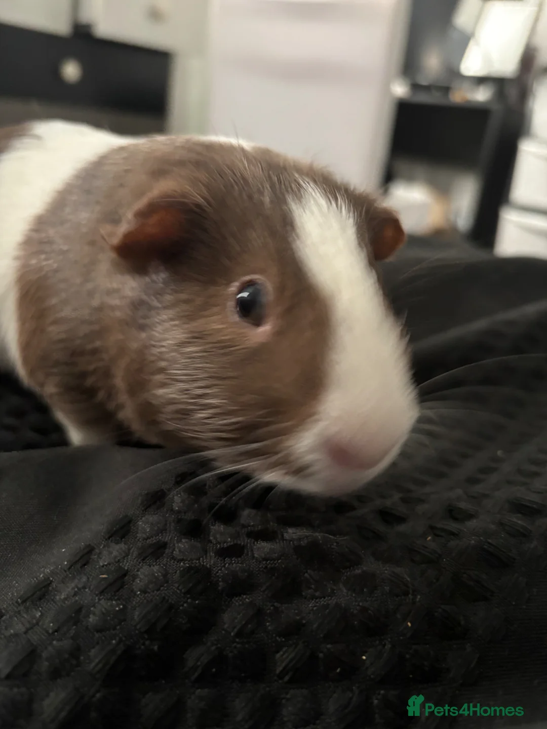 Guinea Pig rodents for sale: guinea pigs in Bodmin - Advert 2