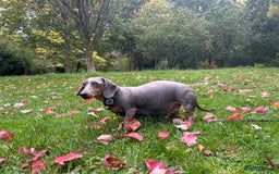 Miniature Dachshund dogs for sale: Mini dachshund puppies 6 weeks - Advert 33