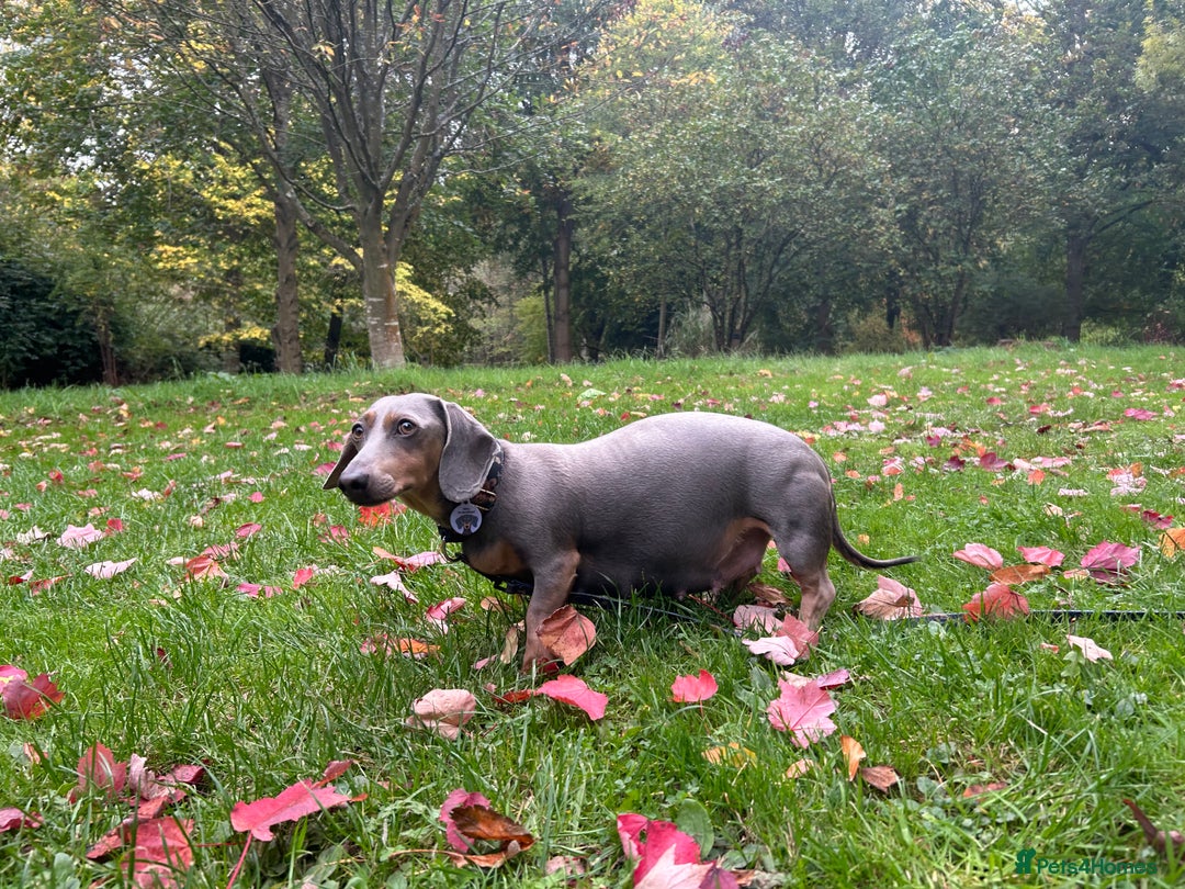 Miniature Dachshund dogs for sale: Mini dachshund puppies 6 weeks - Advert 33