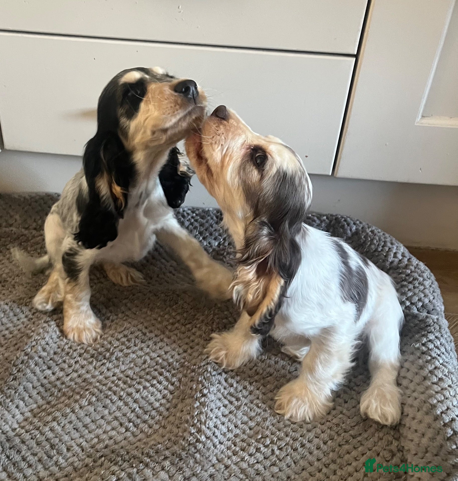 Cocker Spaniel dogs DNA HEALTH TESTED SHOW COCKERS  - Advert 1