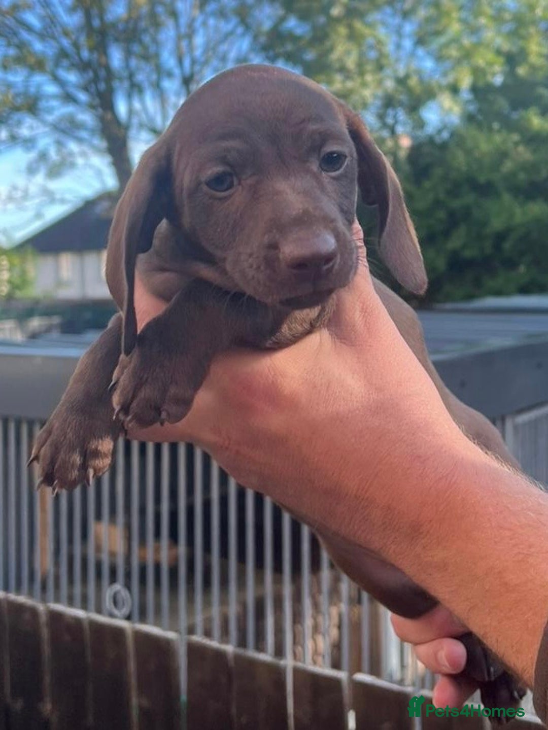 Dachshund dogs for sale: Min dachshund x teckel ( standered dachshund) - Image 17