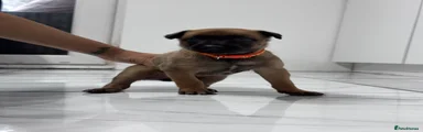 Belgian Shepherd Dog Puppy 5