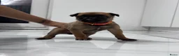 Belgian Shepherd Dog dogs for sale: 8 beautiful babies  - Advert 8