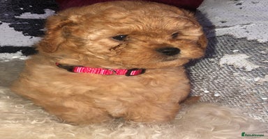 Cavapoo dogs - Advert 1