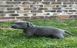 Staffordshire Bull Terrier dogs for sale: Champion Bred - Staffordshire Bull Terrier Puppies - Image 21