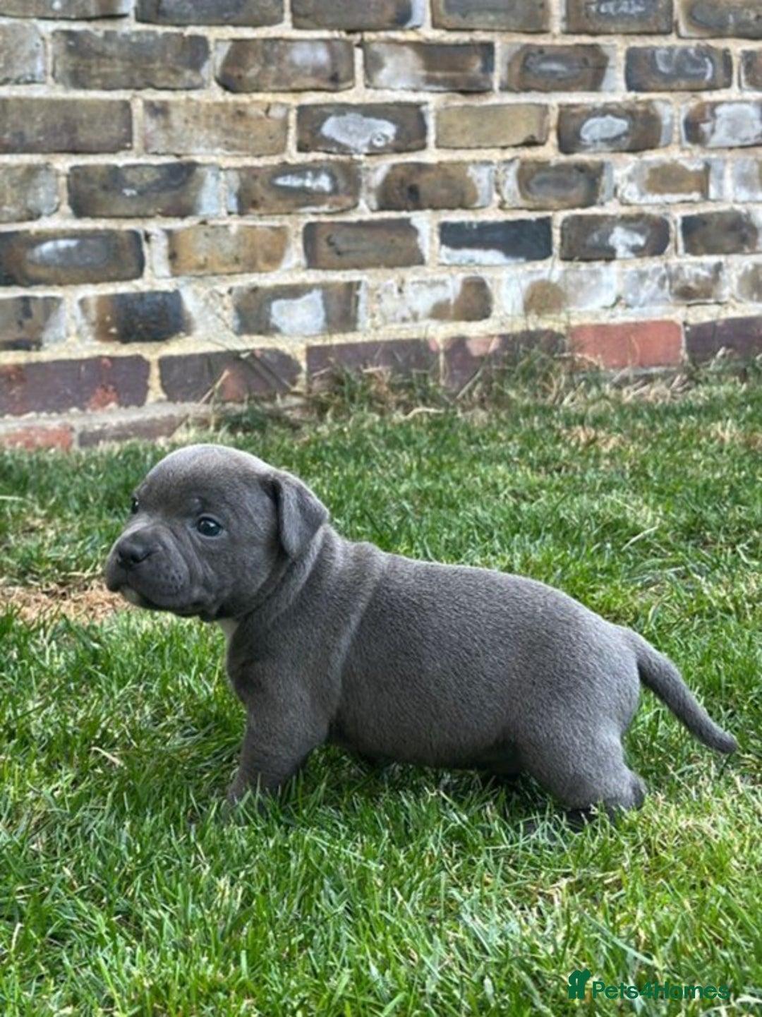 Staffordshire Bull Terrier dogs for sale: Champion Bred - Staffordshire Bull Terrier Puppies - Image 21