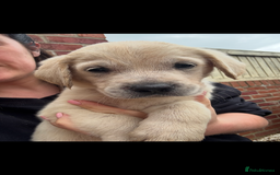 Golden Retriever dogs for sale: Golden retriever X Goldador puppies - Image 5