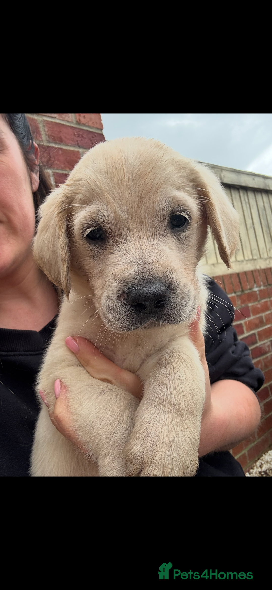 Golden Retriever dogs for sale: Golden retriever X Goldador puppies - Image 5