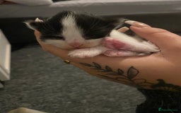 British Longhair cats for sale: 3 Gorgeous Longhaired Kittens - Image 13