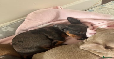 Miniature Dachshund dogs - Advert 8