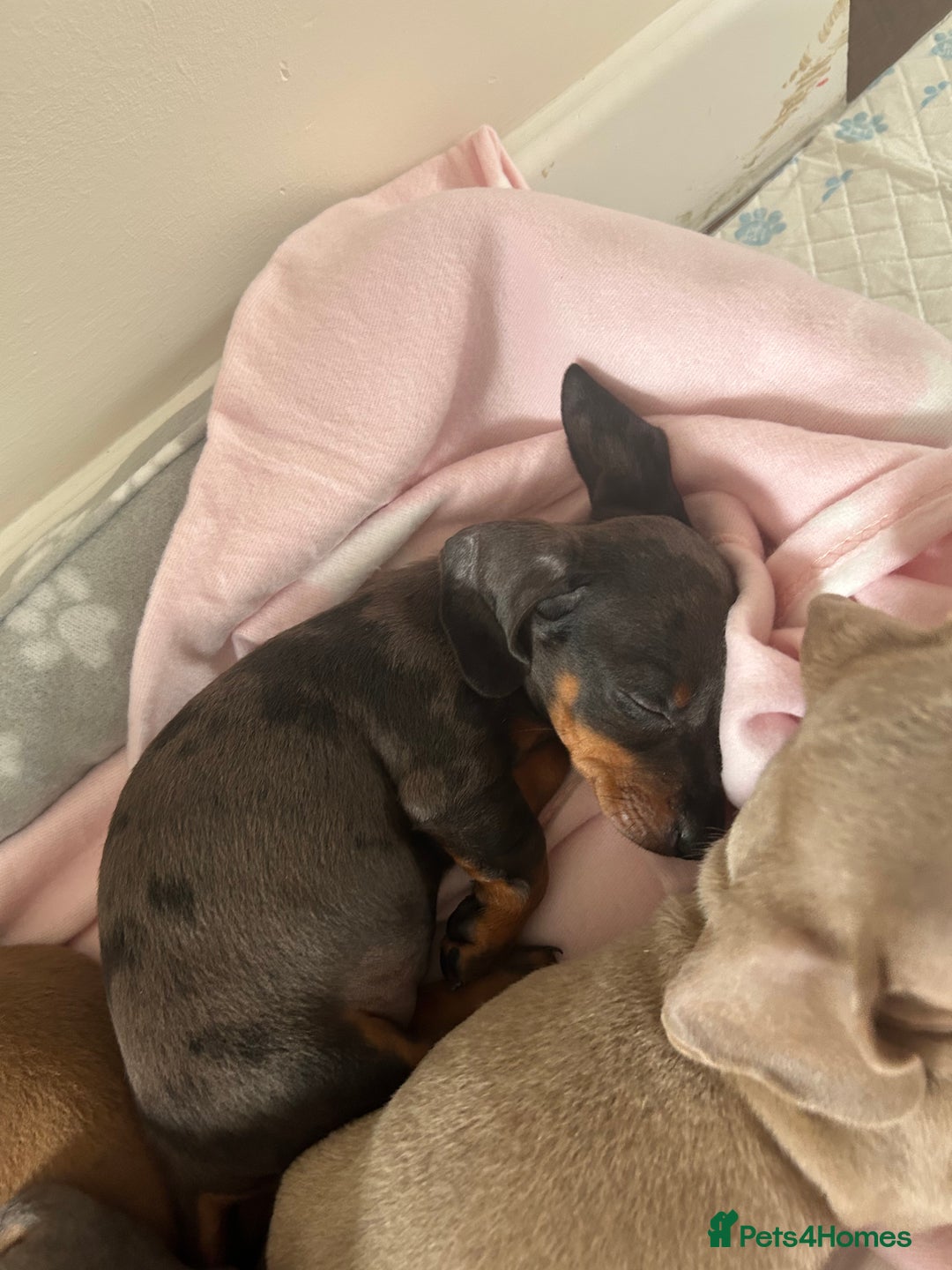Miniature Dachshund dogs for sale: Miniature dachshunds  - Image 2