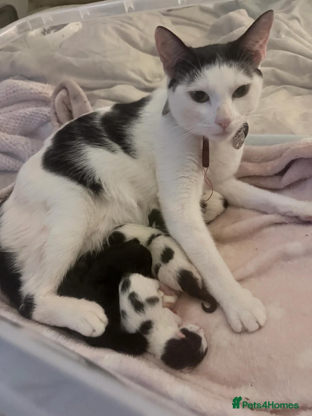 Domestic Shorthair cats for sale: Kittens for sale in Chichester - Advert 2