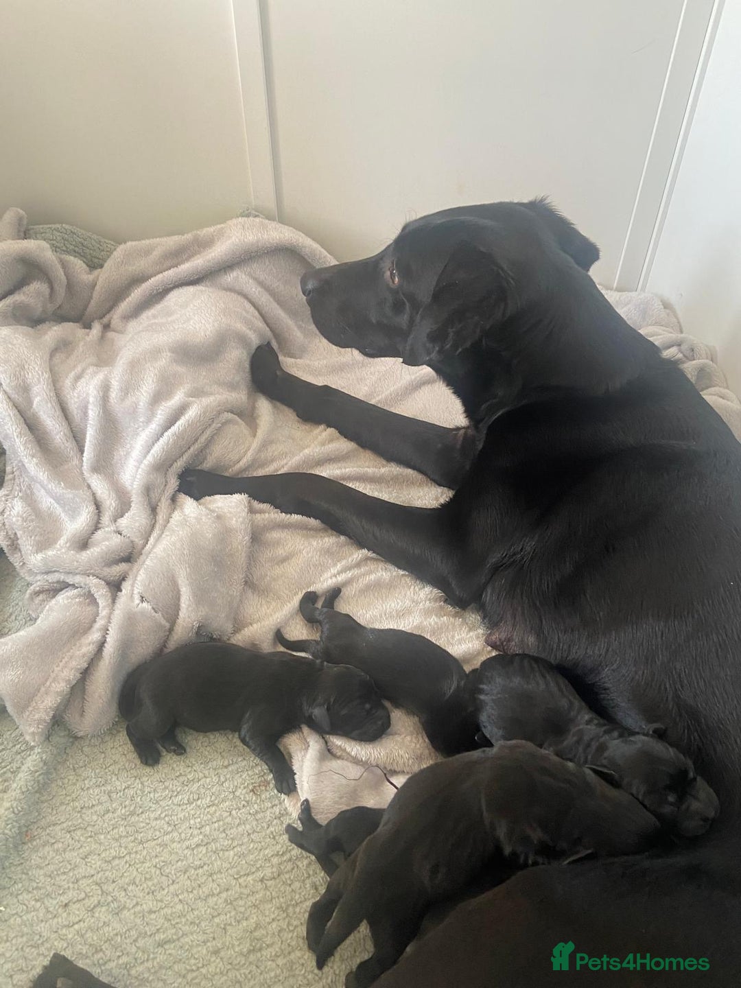Labrador Retriever dogs for sale: 5 beautiful Labrador puppies - Image 1