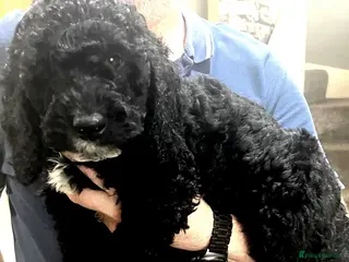 Cockapoo dogs 2 curly cockapoo boys left f1b - Advert 11