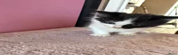 Mixed Breed cats for sale: Beautiful 9 week old kittens  - Advert 6
