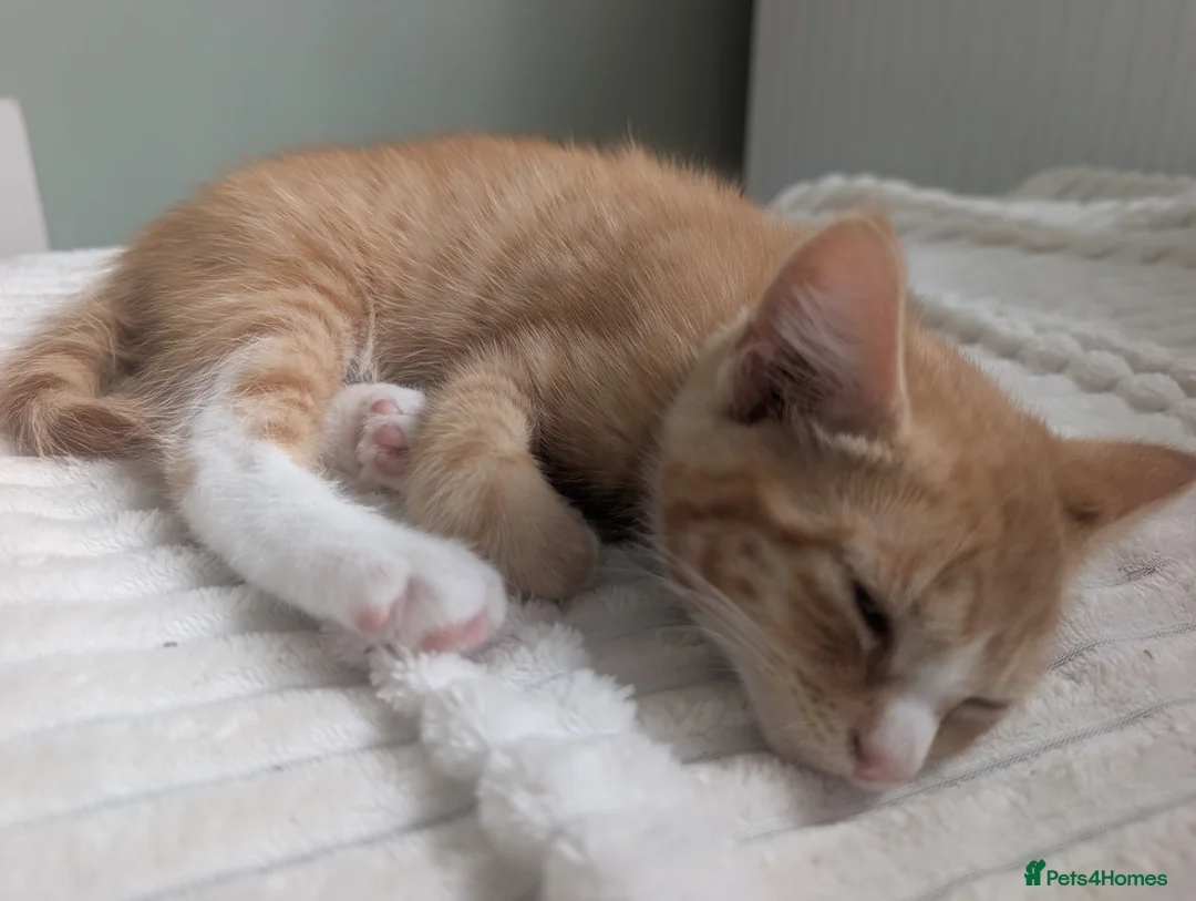 Mixed Breed cats for sale: Rare ginger girl - Advert 2