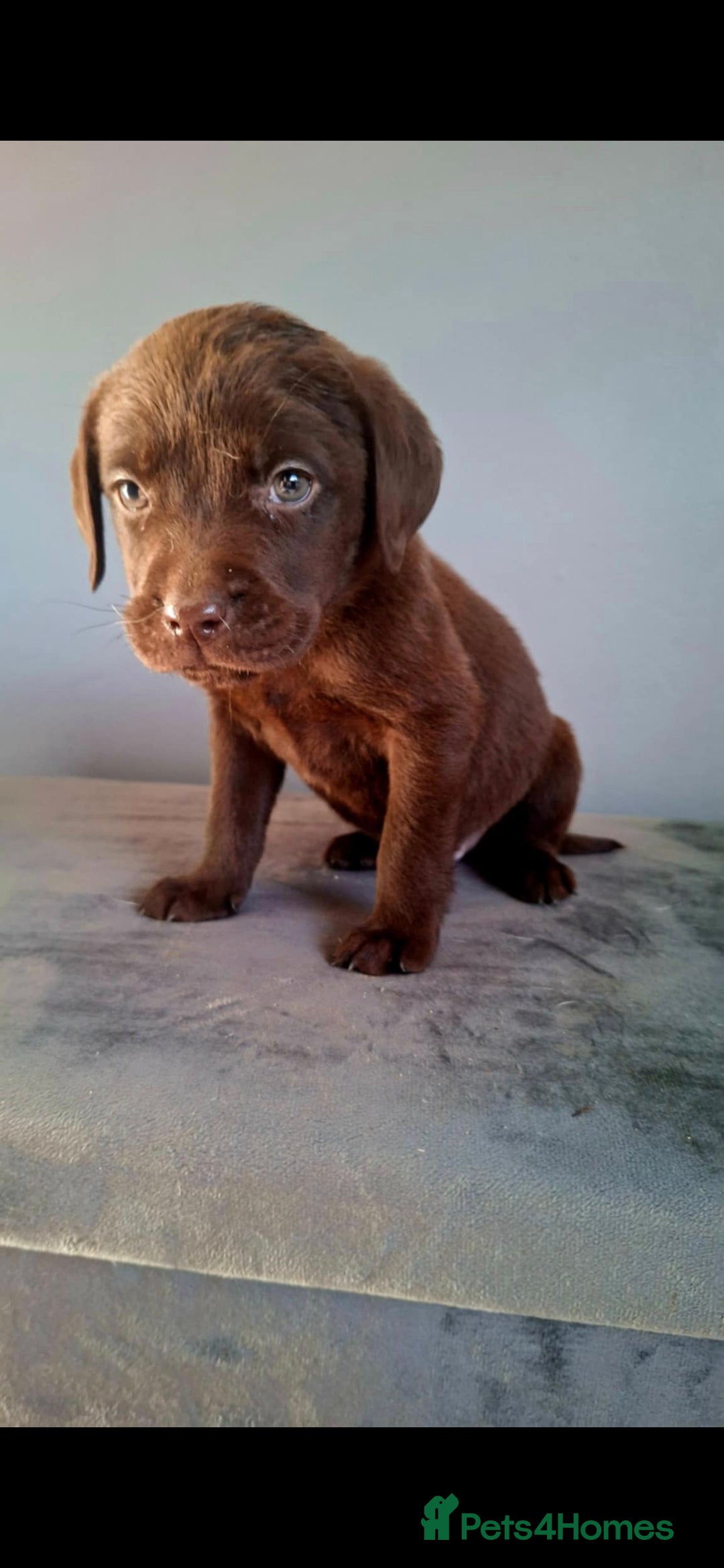 Labrador Retriever dogs for sale: Labrador puppys - Image 8